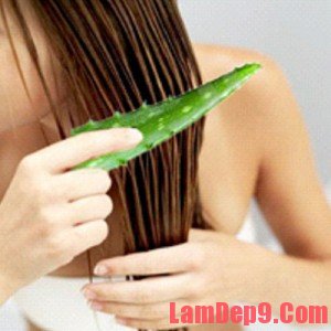 Cách ngăn ngừa tóc rụng đơn giản với nha đam
